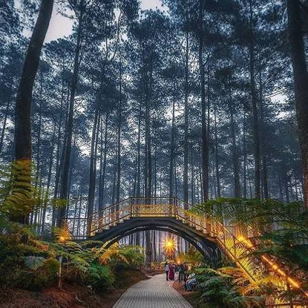 Orchid Forest Cikole